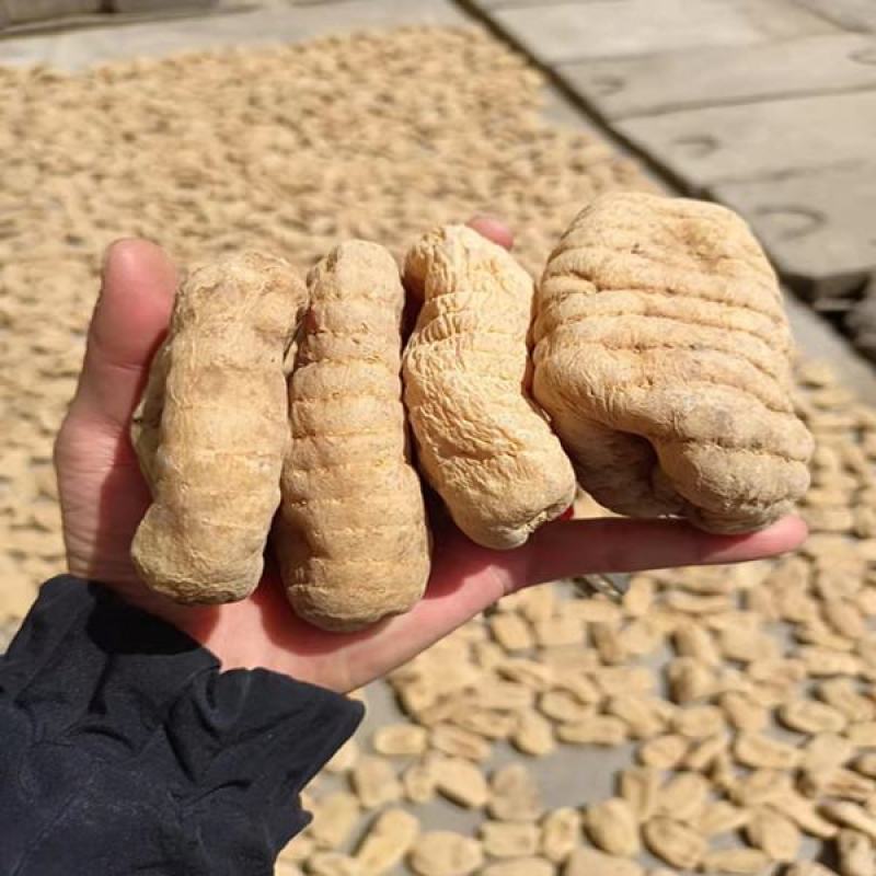 彝良县昭通小草坝乌天麻