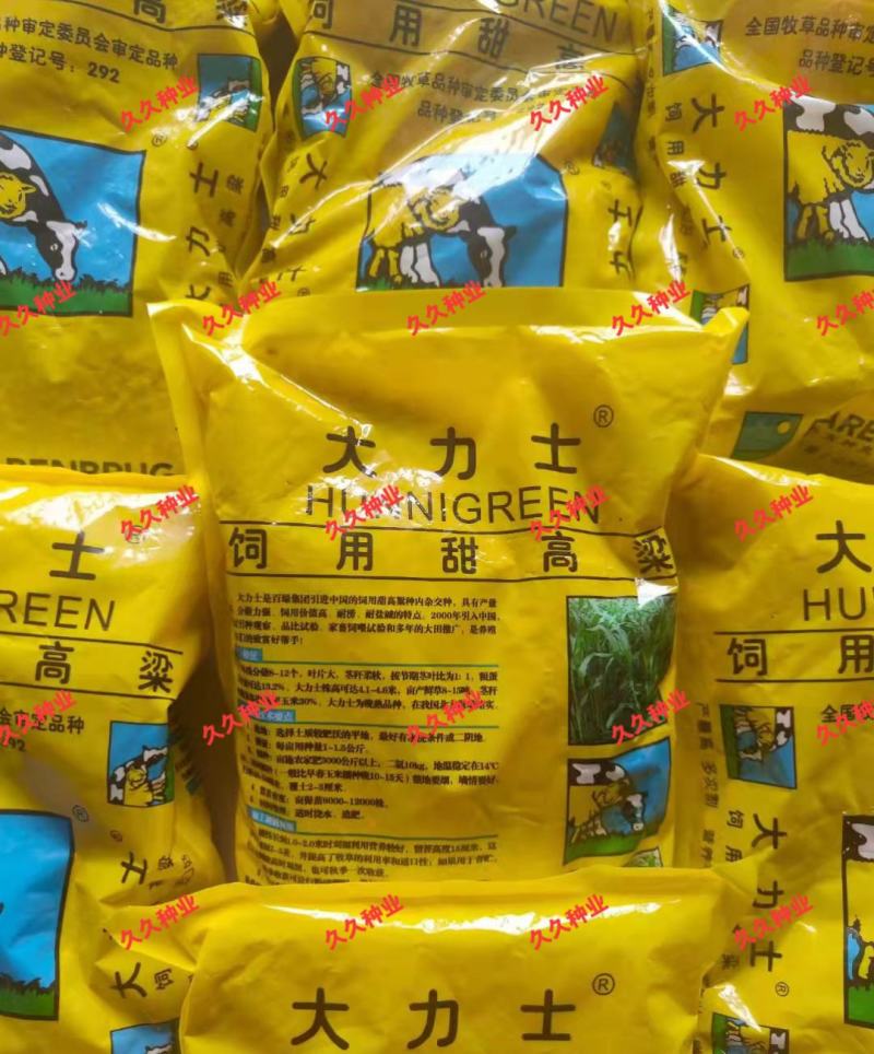 大力士甜高梁一年生饲用甜高粱种子高产耐旱进口养牛羊牧草种