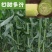 大力士甜高梁一年生饲用甜高粱种子高产耐旱进口养牛羊牧草种