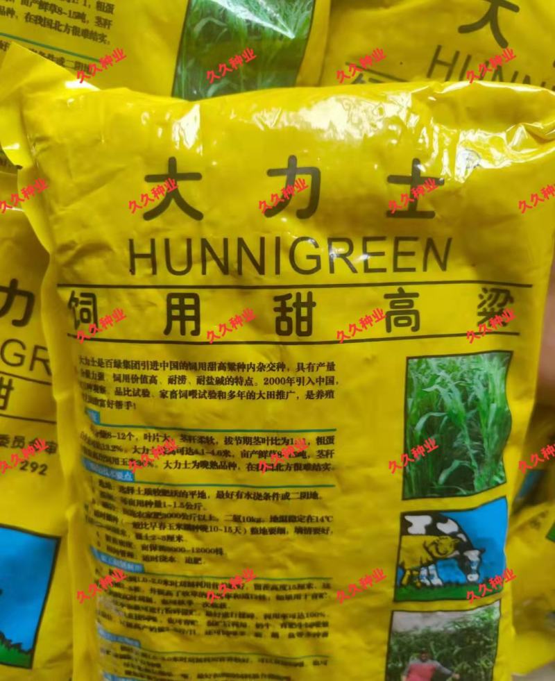 大力士甜高梁一年生饲用甜高粱种子高产耐旱进口养牛羊牧草种