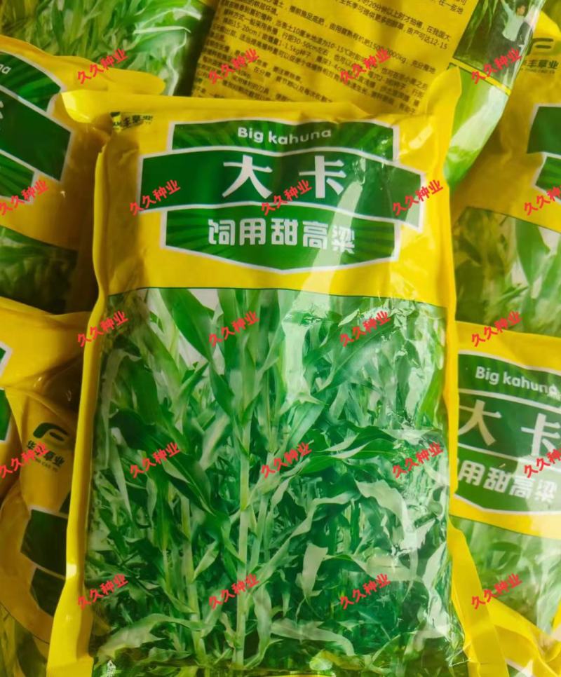 大力士甜高梁一年生饲用甜高粱种子高产耐旱进口养牛羊牧草种