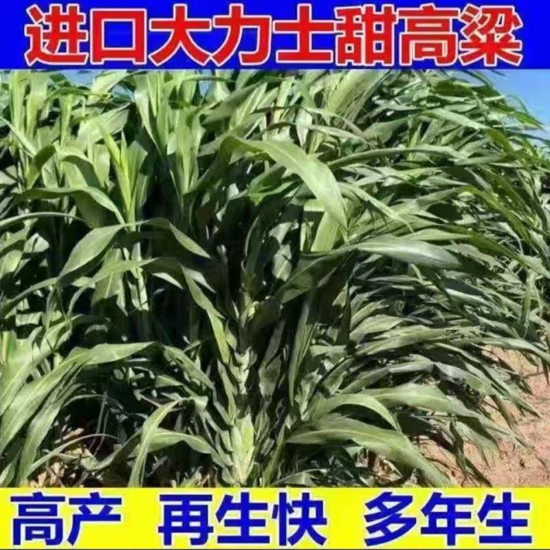 大力士甜高梁一年生饲用甜高粱种子高产耐旱进口养牛羊牧草种
