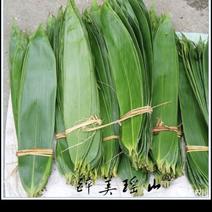 新鲜粽叶箬叶大量批发当天采摘发货质量保证
