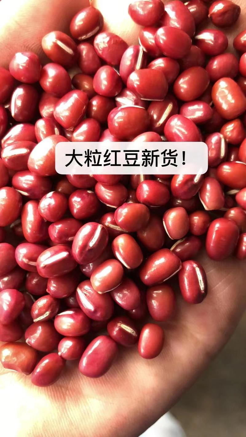 红豆现货供应东北大粒红小豆熬粥豆沙馅原料袋装50斤