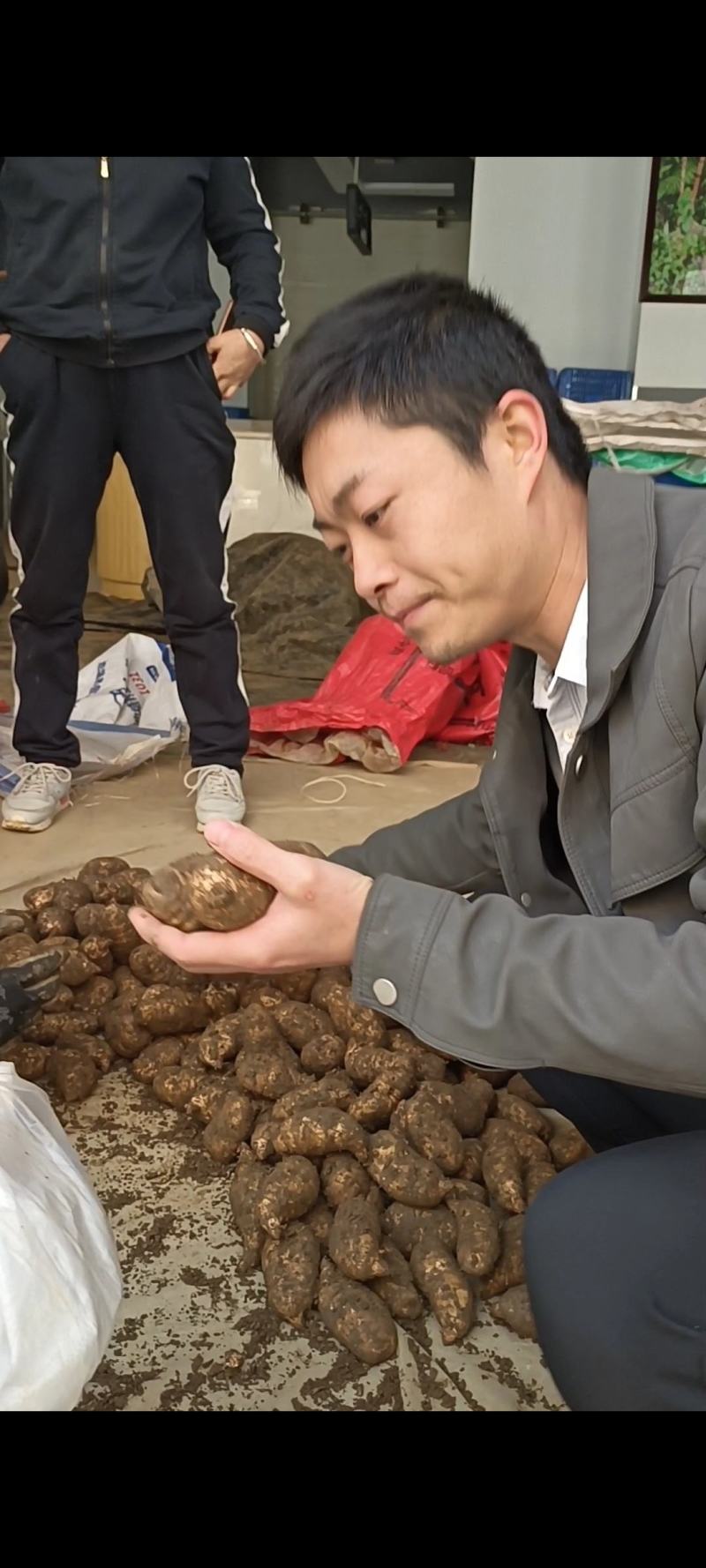 彝良县昭通小草坝乌天麻