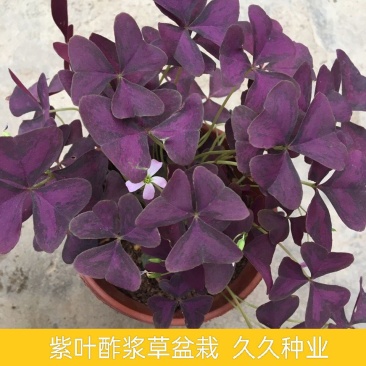 紫叶酢浆草幸运草绿植盆栽花四季庭院室内室外紫花卉植物好养