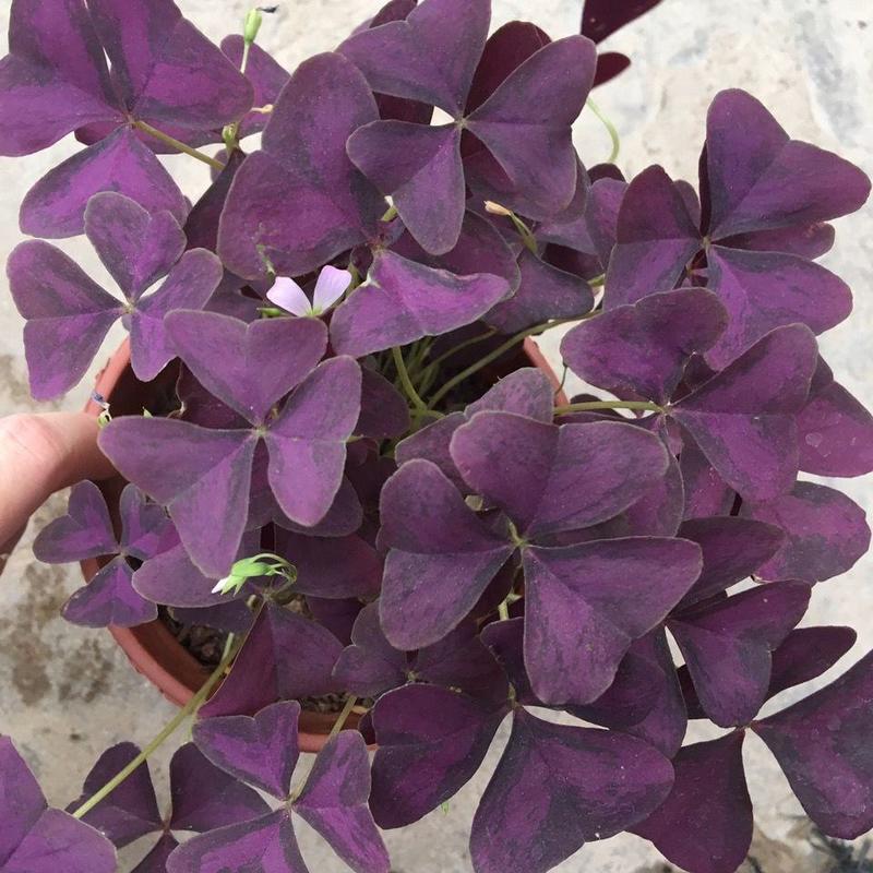 紫叶酢浆草幸运草绿植盆栽花四季庭院室内室外紫花卉植物好养