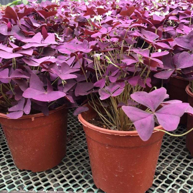 紫叶酢浆草幸运草绿植盆栽花四季庭院室内室外紫花卉植物好养