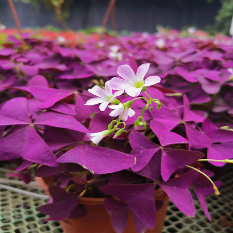 紫叶酢浆草幸运草绿植盆栽花四季庭院室内室外紫花卉植物好养