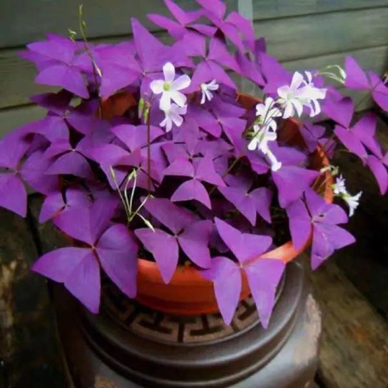 紫叶酢浆草幸运草绿植盆栽花四季庭院室内室外紫花卉植物好养