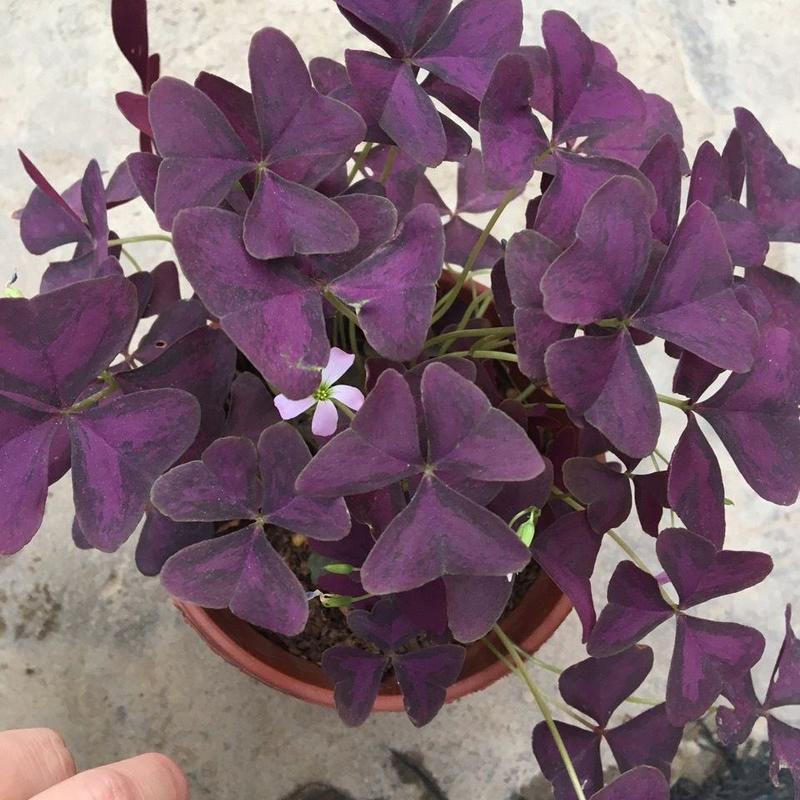 紫叶酢浆草幸运草绿植盆栽花四季庭院室内室外紫花卉植物好养