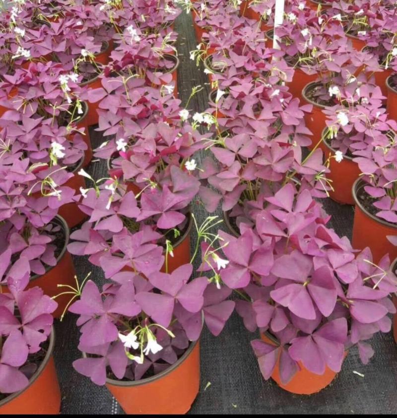 紫叶酢浆草幸运草绿植盆栽花四季庭院室内室外紫花卉植物好养