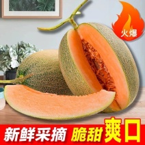 【一件代发】爆甜哈密瓜西州蜜晓蜜25号电商微商直播