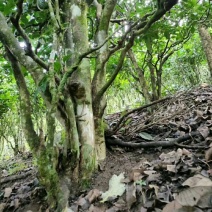 云南普洱茶，勐腊易武，易比村古树春茶，易比村茶属于正山