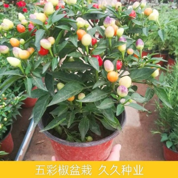 五彩椒盆栽带花发货五彩椒树苗庭院阳台盆栽朝天椒五彩椒可食