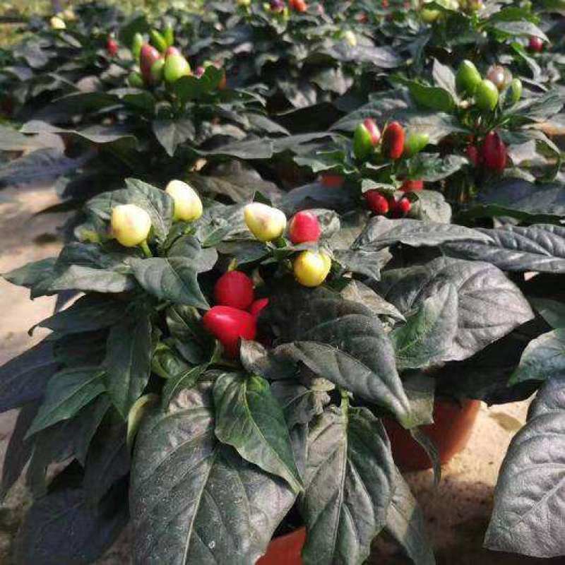 五彩椒盆栽带花发货五彩椒树苗庭院阳台盆栽朝天椒五彩椒可食