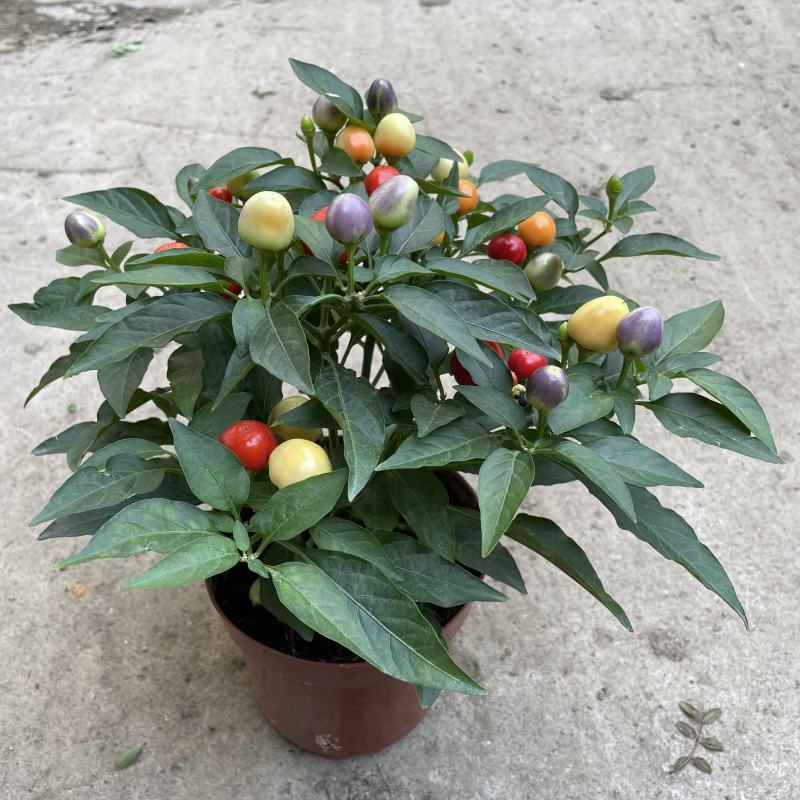 五彩椒盆栽带花发货五彩椒树苗庭院阳台盆栽朝天椒五彩椒可食