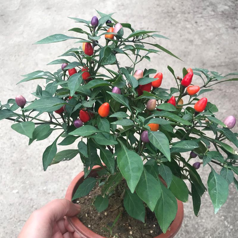 五彩椒盆栽带花发货五彩椒树苗庭院阳台盆栽朝天椒五彩椒可食