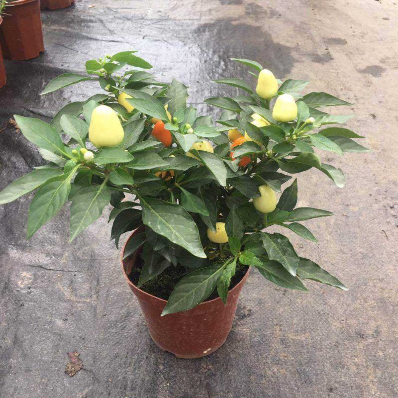 五彩椒盆栽带花发货五彩椒树苗庭院阳台盆栽朝天椒五彩椒可食