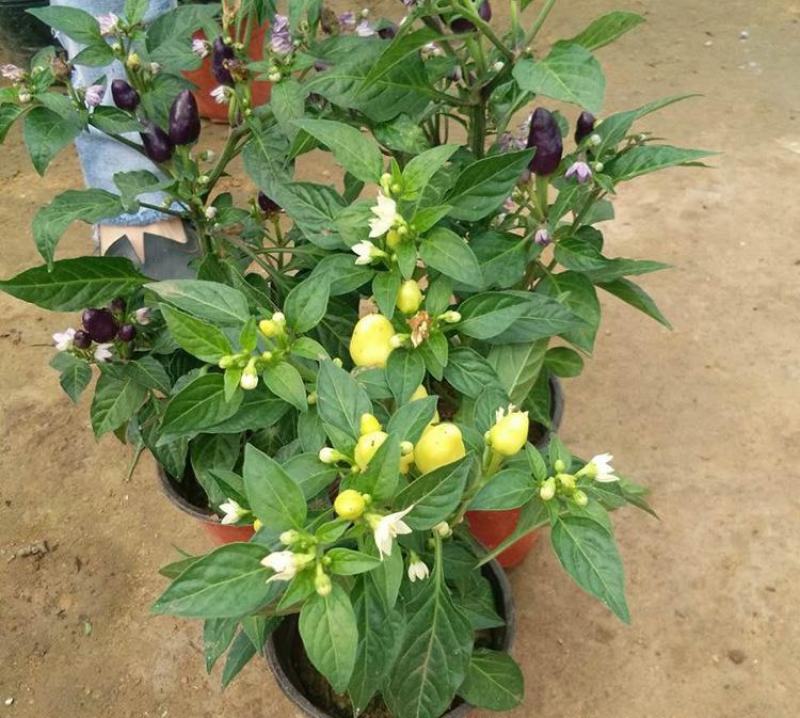 五彩椒盆栽带花发货五彩椒树苗庭院阳台盆栽朝天椒五彩椒可食