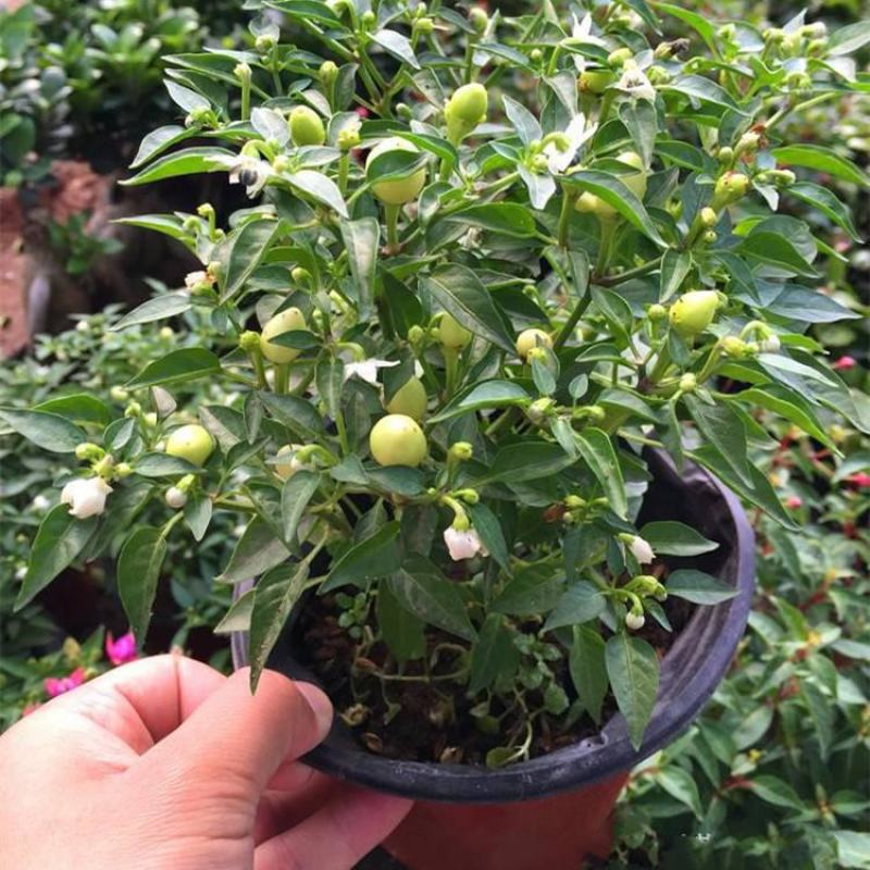 五彩椒盆栽带花发货五彩椒树苗庭院阳台盆栽朝天椒五彩椒可食