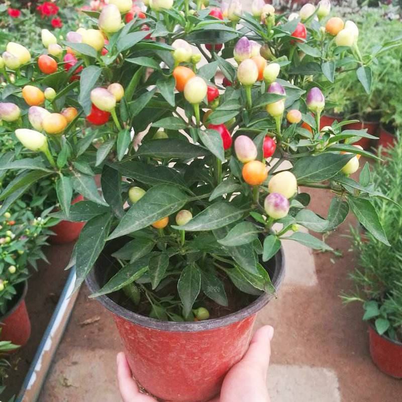五彩椒盆栽带花发货五彩椒树苗庭院阳台盆栽朝天椒五彩椒可食