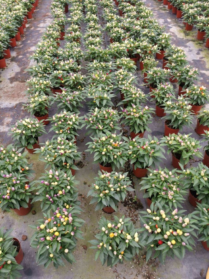 五彩椒盆栽带花发货五彩椒树苗庭院阳台盆栽朝天椒五彩椒可食
