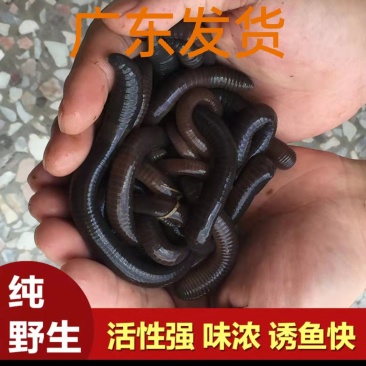 蚯蚓，广地龙