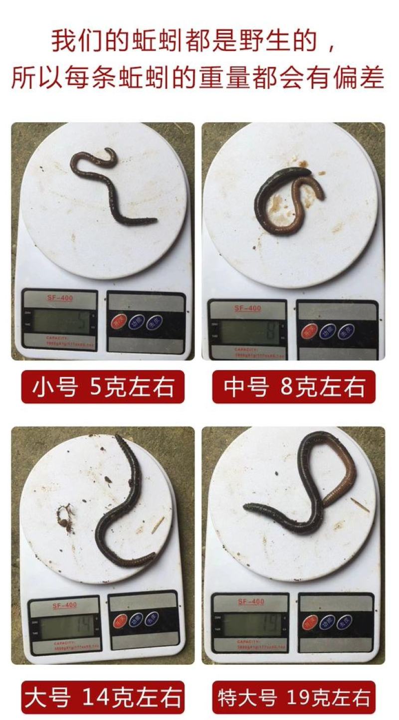 蚯蚓，广地龙