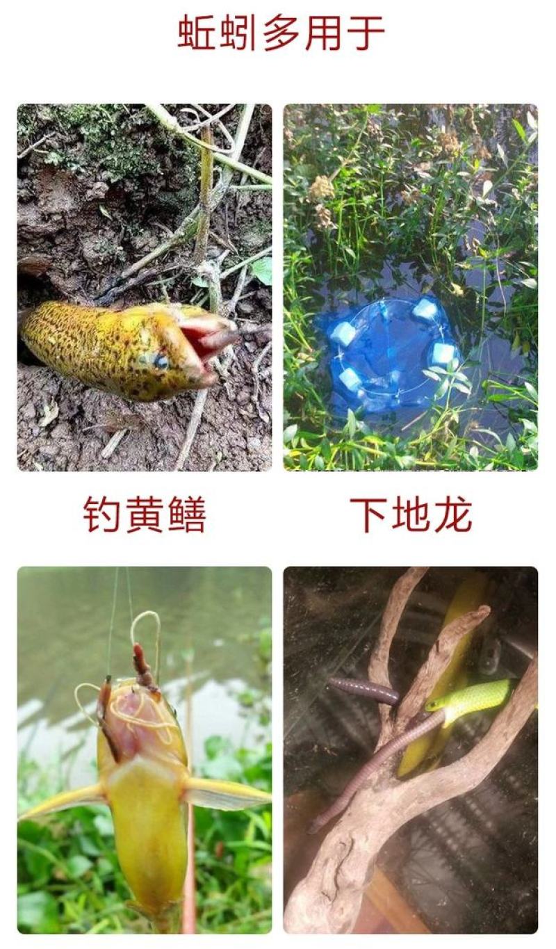 蚯蚓，广地龙