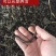 蚯蚓，广地龙