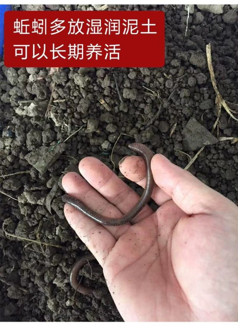 蚯蚓，广地龙