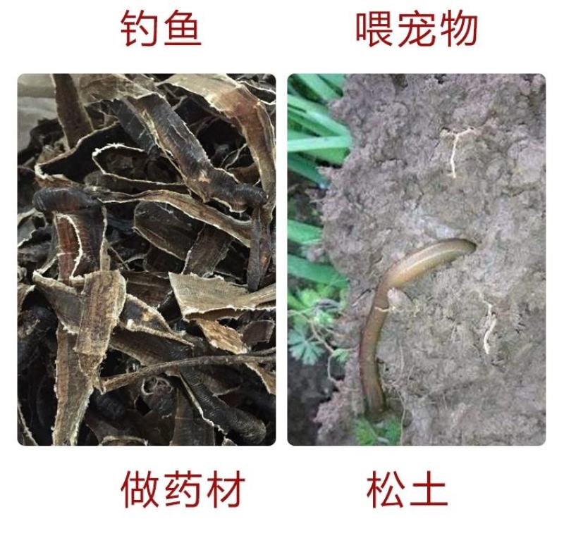 蚯蚓，广地龙