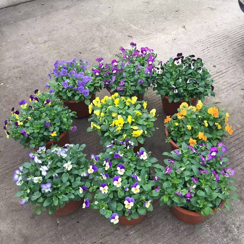 三色堇盆栽苗角堇耐寒冷猫儿脸阳台盆栽花卉植物蝴蝶花卉花苗