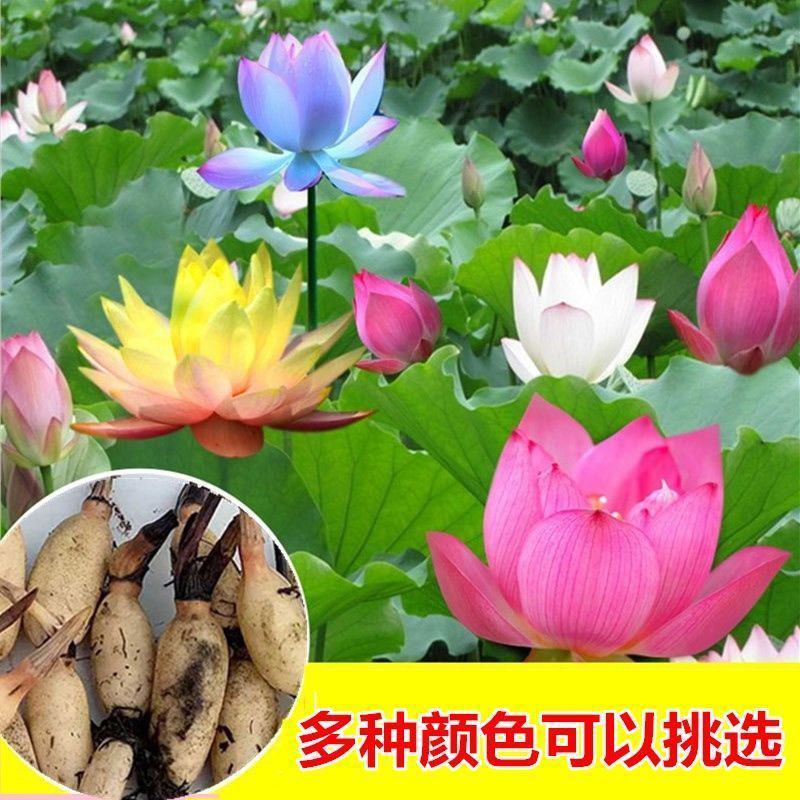 【藕苗食用】高产食用莲藕种苗盆栽池田种植菜藕苗观赏荷花