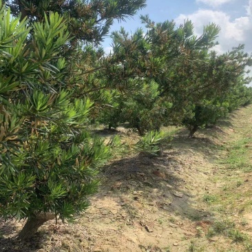 庭院最有美好寓意和观赏性植物——罗汉松，长年有货