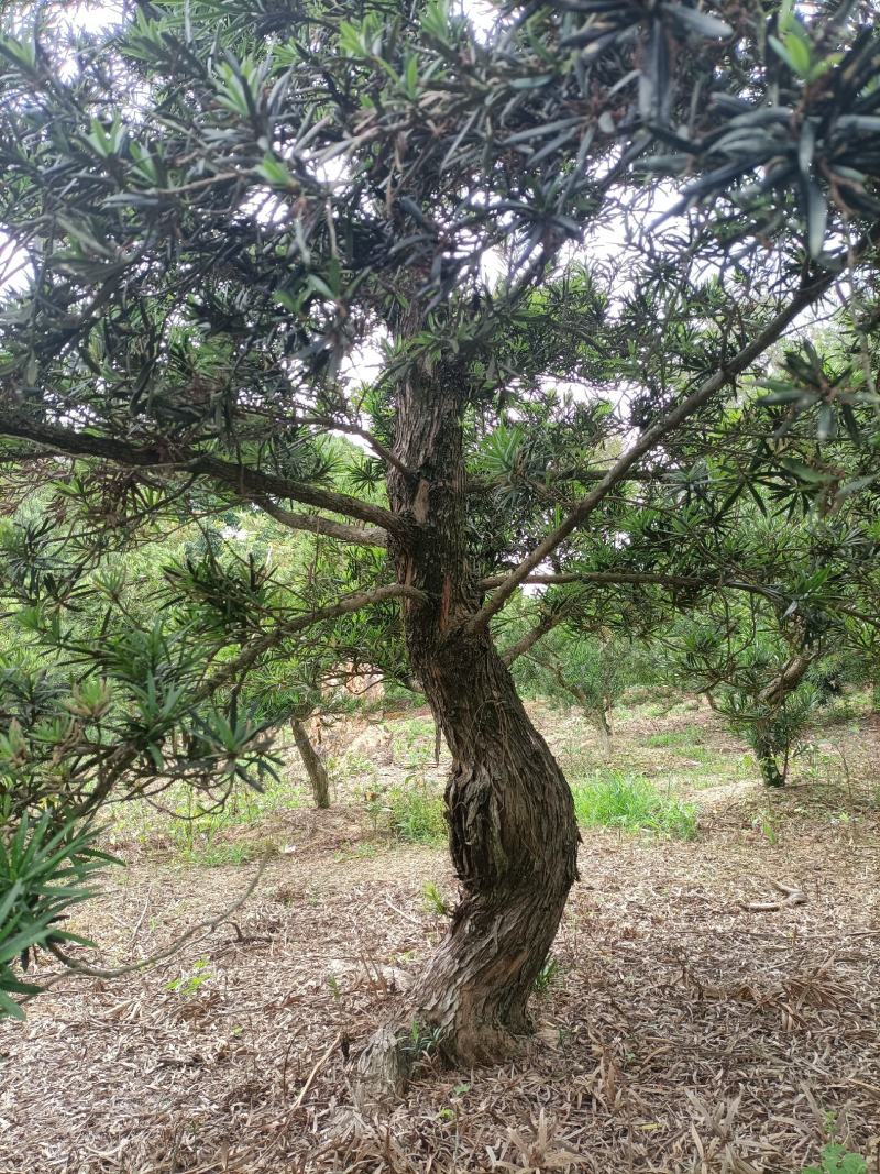 庭院最有美好寓意和观赏性植物——罗汉松，长年有货
