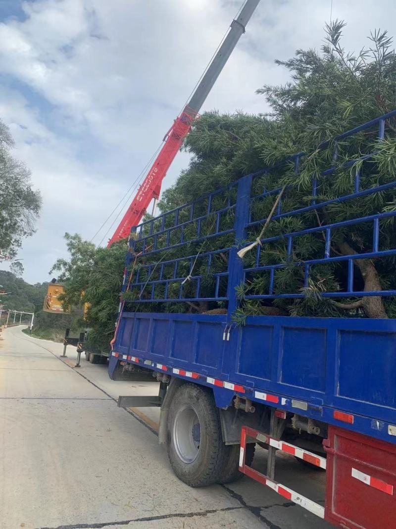 庭院最有美好寓意和观赏性植物——罗汉松，长年有货