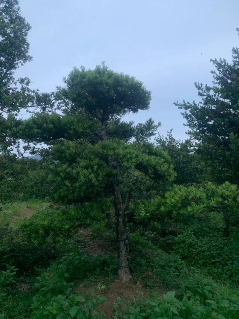庭院最有美好寓意和观赏性植物——罗汉松，长年有货