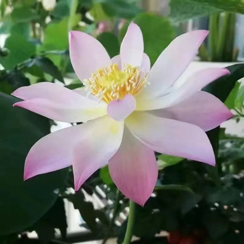 开口碗莲种子四季播种水培盆栽荷花睡莲花种籽绿植水生花卉
