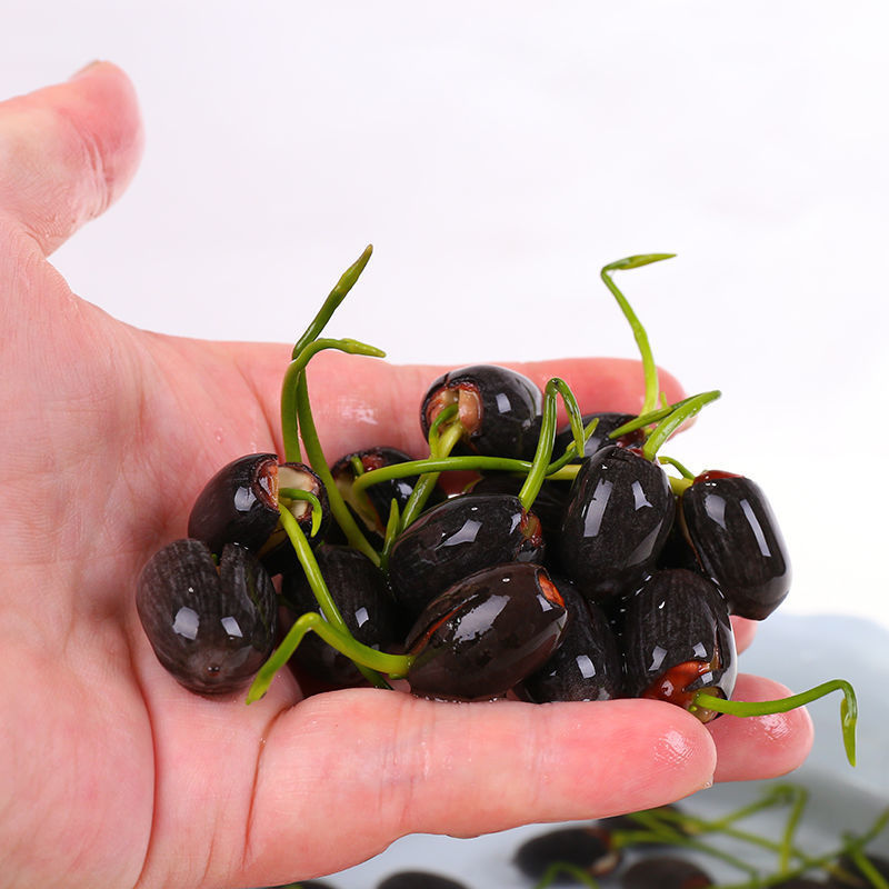 开口碗莲种子四季播种水培盆栽荷花睡莲花种籽绿植水生花卉