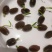 开口碗莲种子四季播种水培盆栽荷花睡莲花种籽绿植水生花卉