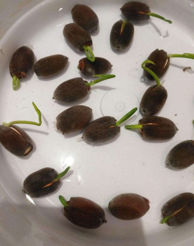 开口碗莲种子四季播种水培盆栽荷花睡莲花种籽绿植水生花卉