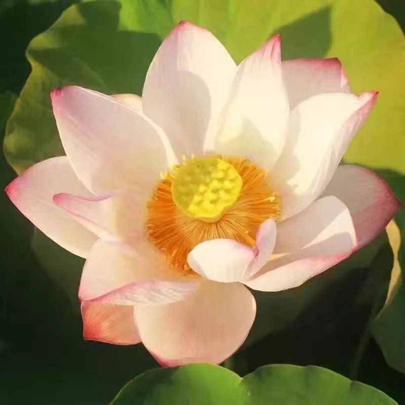 开口碗莲种子四季播种水培盆栽荷花睡莲花种籽绿植水生花卉