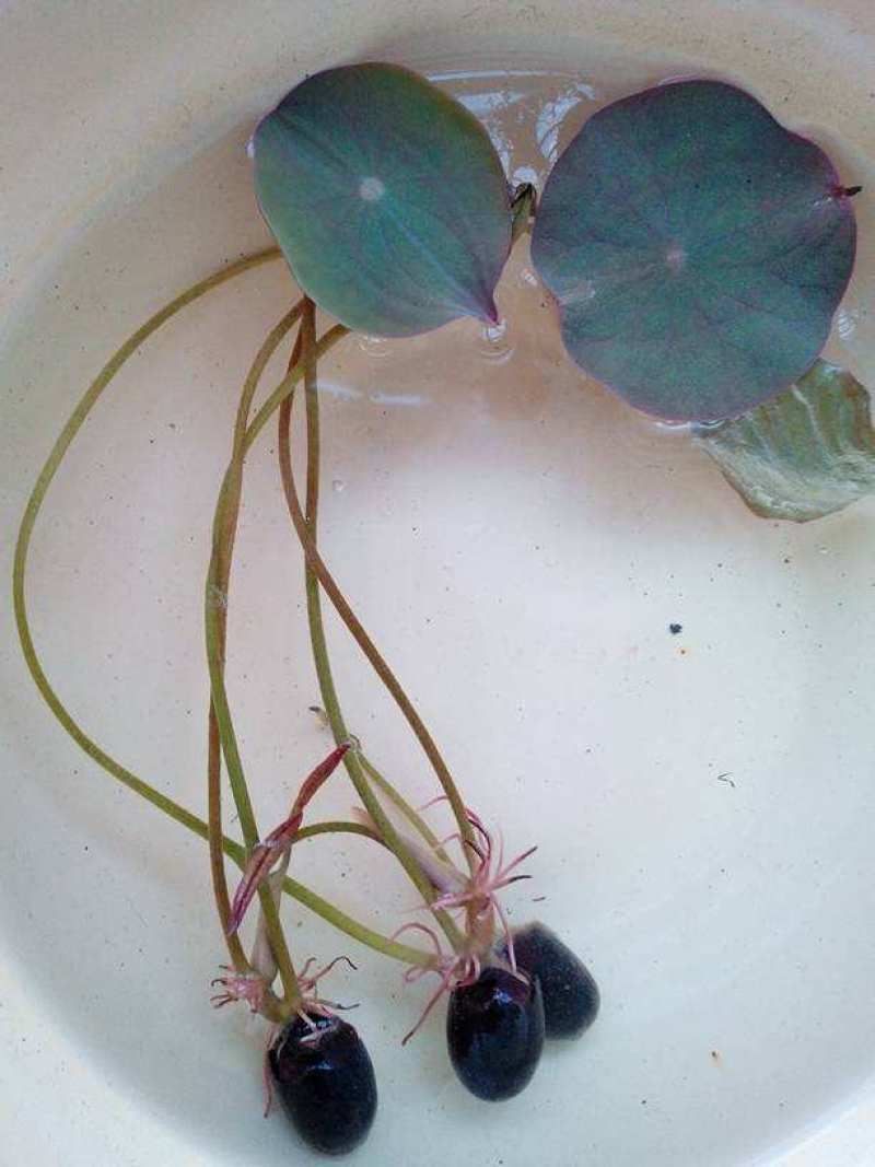 开口碗莲种子四季播种水培盆栽荷花睡莲花种籽绿植水生花卉