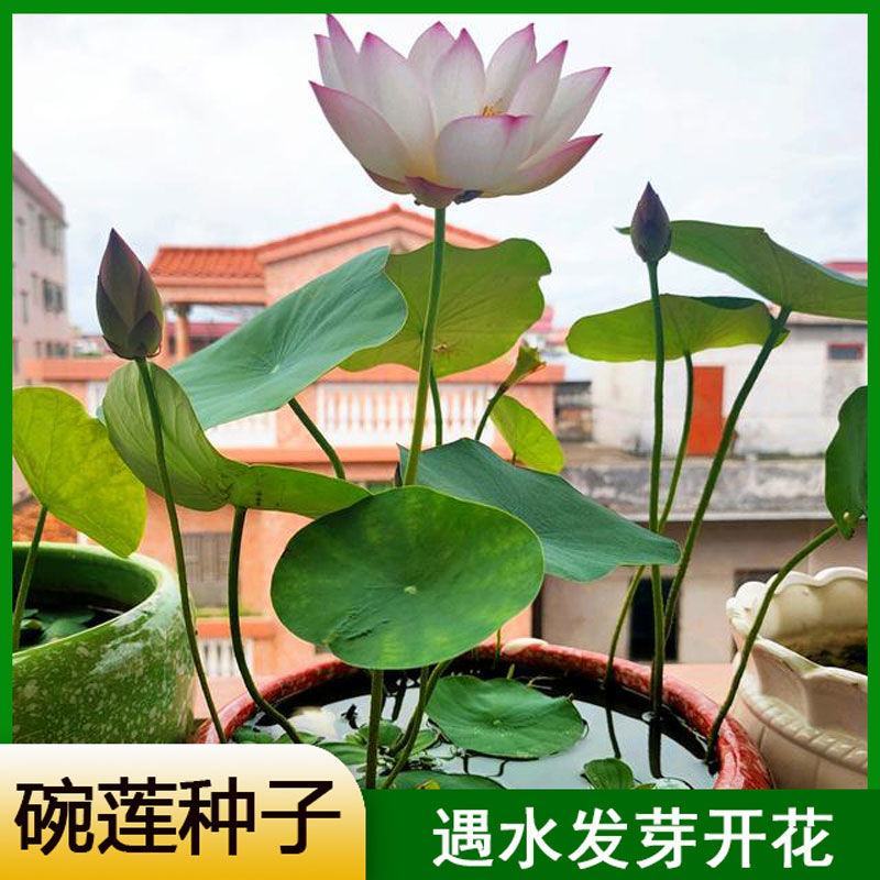 开口碗莲种子四季播种水培盆栽荷花睡莲花种籽绿植水生花卉