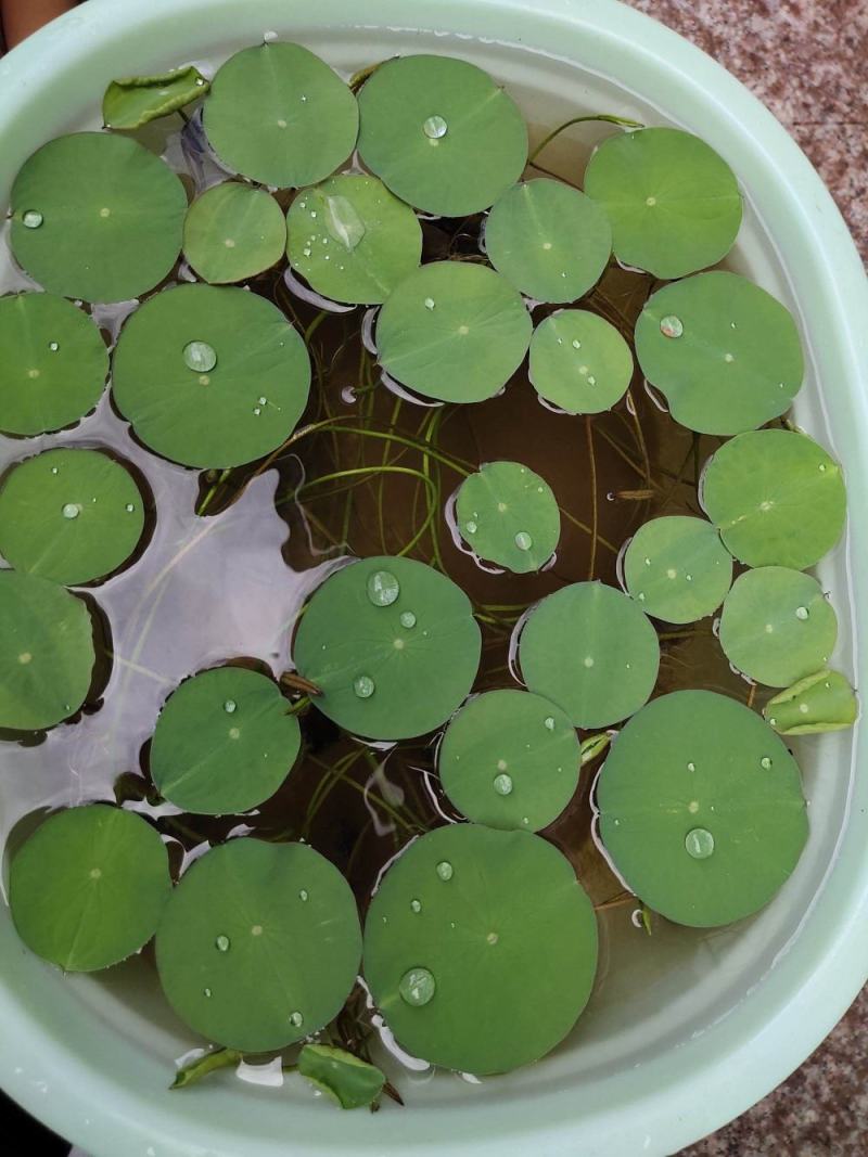 开口碗莲种子四季播种水培盆栽荷花睡莲花种籽绿植水生花卉