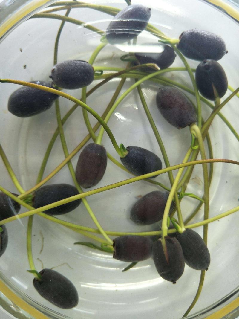 开口碗莲种子四季播种水培盆栽荷花睡莲花种籽绿植水生花卉