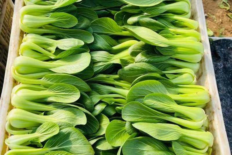 精品上海青山东油菜山东上海青地头现装价格便宜
