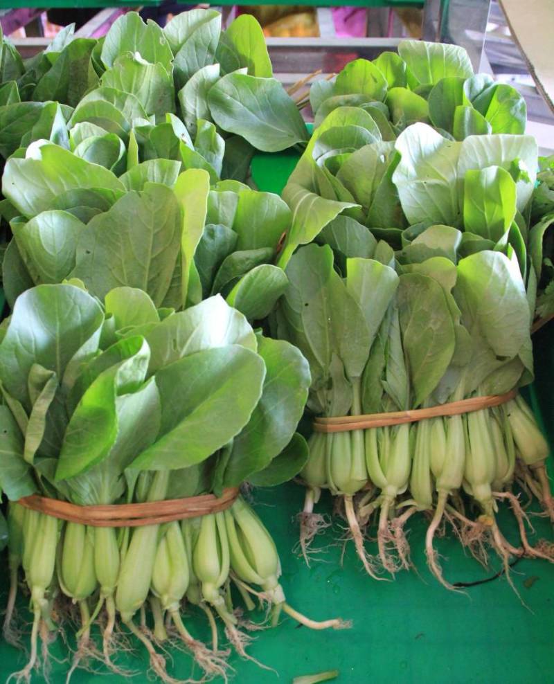 精品上海青山东油菜山东上海青地头现装价格便宜